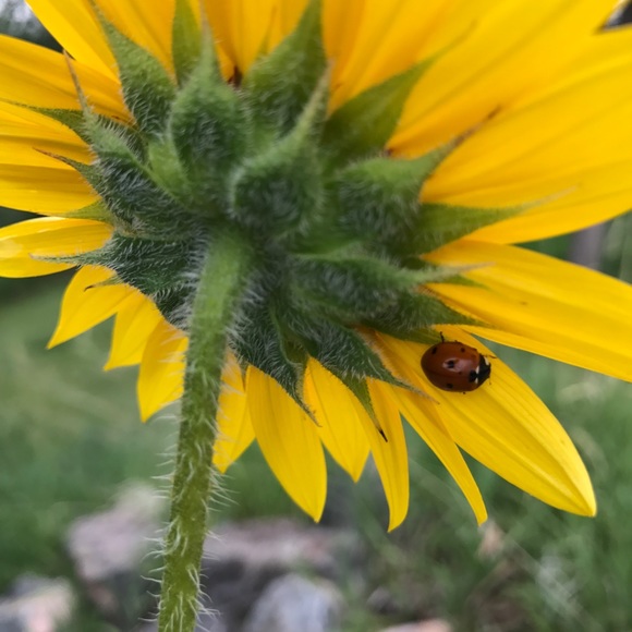 Meet your Posher, Alisa - Picture 1 of 1